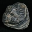 Large Enrolled Phacops Trilobite #5095-2